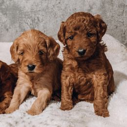 Goldendoodles from Gentry Goldendoodles
