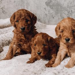 Goldendoodles from Gentry Goldendoodles