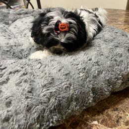 Shih Tzu Puppies from TACG