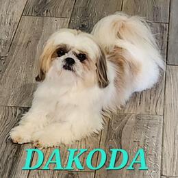 Dakoda - Red and white male Shih Tzu puppy in Molino, Florida from 1st Passion Shih Tzus