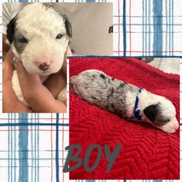 Boy 5 (blueberry) - Blue merle male Aussiedoodle puppy in Paradise, Texas from Diamond Z Poodles & Doodles
