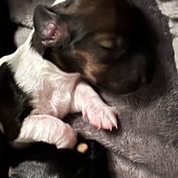 Dachshund Puppies from Angela's Dachshunds
