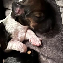 Dachshund Puppies from Angela's Dachshunds