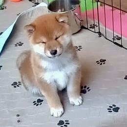 Cain - Red male Shiba Inu puppy in Milton, Florida from Moonlight Shibas