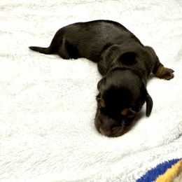AKC Hershey - Black and tan female Dachshund puppy in Laveen, Arizona from Acosta Kennels