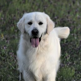 Hunter - Golden Retriever