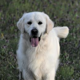 Hunter - Golden Retriever