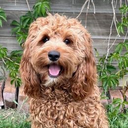 Louie - Cavapoo