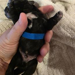 Baby boy blue - Black and white male Shorkie puppy in Chipley, Florida from Relentless Homestead