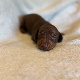 Charlie Chocolate and Tan - Chocolate and tan male Dachshund puppy in Glen Saint Mary, Florida from 🍯 Honey Pot Dachshunds 🐾