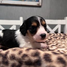 Kelsey - Piebald female Dachshund puppy in Aurora, Missouri from Baileys Precious Puppies