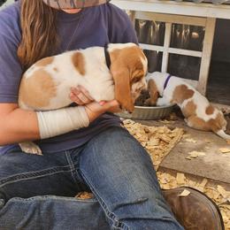 Black boy - Lemon and white male Basset Hound puppy in Foley, Alabama from Jubilee Basset Hounds