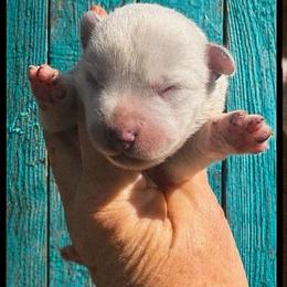 No Mask, Runt Girl - Blue speckled female Australian Cattle Dog puppy in Kalispell, Montana from BTR Australian Cattle Dogs