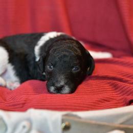 Girl 5 - Parti female Poodle puppy in Bauxite, Arkansas from Mountain Ridge Poodles