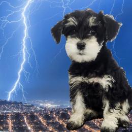 Zoey - Black and white female Schnoodle puppy in Tucson, Arizona from Smart Schnauzers & Schnoodles