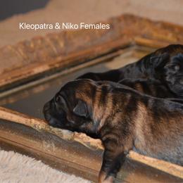 Girl 3 - Sable female German Shepherd puppy in Mariana, Florida from Haus M Godwin