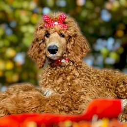 Princess Mary Red Rosa - Poodle puppy from Rosa Red Standard Poodles