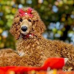 Princess Mary Red Rosa - Poodle puppy from Rosa Red Standard Poodles