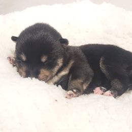 Shiba Inu from Shinobi Shiba