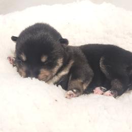 Shiba Inu from Shinobi Shiba