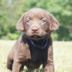 Labrador Retriever Puppies from Dry Pond Retrievers, LLC