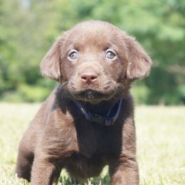 Labrador Retriever Puppies from Dry Pond Retrievers, LLC
