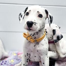 Kaa - White and black female Dalmatian puppy in Gray, Georgia from Fuller Spots