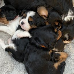 Cavalier King Charles Spaniels and Shih Tzus from Glen Swallow