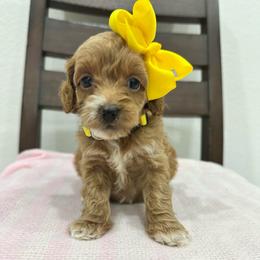 Carolina yellow - Red  female Goldendoodle puppy in Shingle Springs, California from Creamy Retrievers