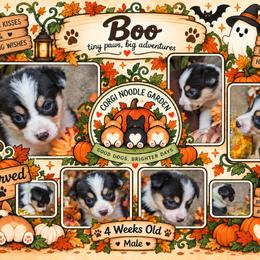 Boo - Black and tan male Pembroke Welsh Corgi puppy in Garden Grove, California from Corgi Noodles Garden