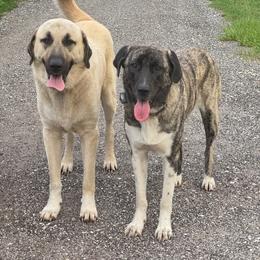 Anatolian Shepherd Dog puppies from Sandy Pines Homestead