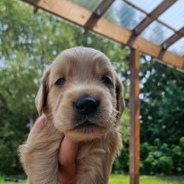 Feta - Golden male Golden Retriever puppy in Dayton, Minnesota from Akoya Kennels