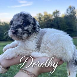 Dorothy - Merle female Bernedoodle puppy in Julian, Pennsylvania from Happy Valley Doodles