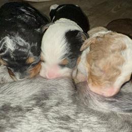 Bernedoodle Puppies from Bernied00dle Love