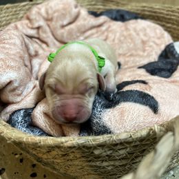 Boy 1 - Yellow Labrador Retriever puppy in Le Center, Minnesota from Wild Acre Kennels