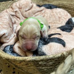 Boy 1 - Yellow Labrador Retriever puppy in Le Center, Minnesota from Wild Acre Kennels
