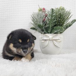 Miso - Black and tan female Shiba Inu puppy in Sacramento, California from Shiba Inu of Matrix