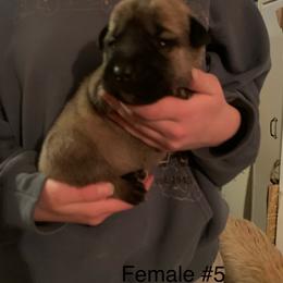 Female 5 - Fawn female Anatolian Shepherd Dog puppy in Daggett, Michigan from T&S Anatolians