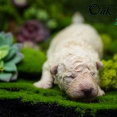 Mudi and Silken Windhound Puppies from Oak & Soul (Oak Creek) Silken Windhounds and Mudi