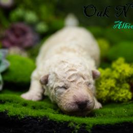 Mudi and Silken Windhound Puppies from Oak & Soul (Oak Creek) Silken Windhounds and Mudi