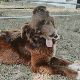 Gypsy - Australian Shepherd
