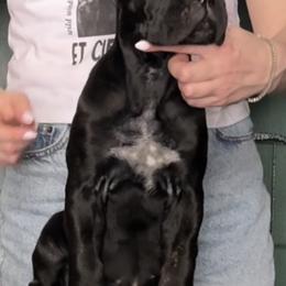 Cane Corso Puppies from Arcana Cane Corso