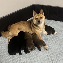 Shiba Inu puppies from The Queen of Shibas