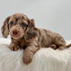 Stori - Dapple female Dachshund puppy in Litchfield, Illinois from Charmm Dachshunds