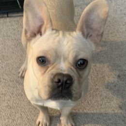 Lily - French Bulldog