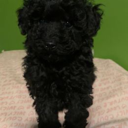Bella - Black female Poodle puppy in Chattanooga, Tennessee from SoftPaw Kennels