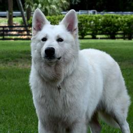 Zen - White male German Shepherd puppy in Hawthorne, Florida from Lace's High Flying German Shepherds And Golden Retrievers