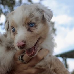 Girl 4 - Red merle female Australian Shepherd puppy in Iola, Texas from MK Aussies
