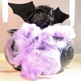 Rocky - Black male Mi-Ki puppy in Wales, Wisconsin from Phantastic Mi-kis