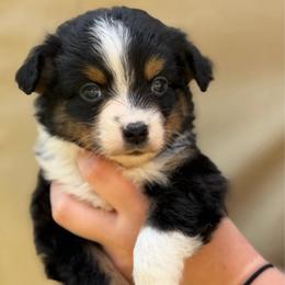 Cowboy - Black tri male Toy Australian Shepherd puppy in Daphne, Alabama from Darling Australians